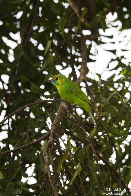 Jerdon's Leafbird