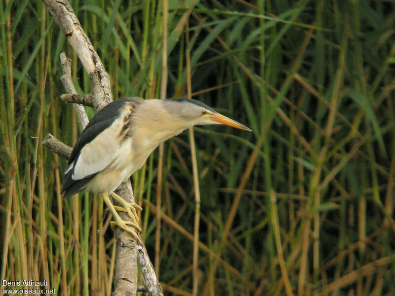 Blongios nain mâle adulte, identification