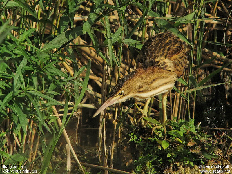 Blongios nainjuvénile