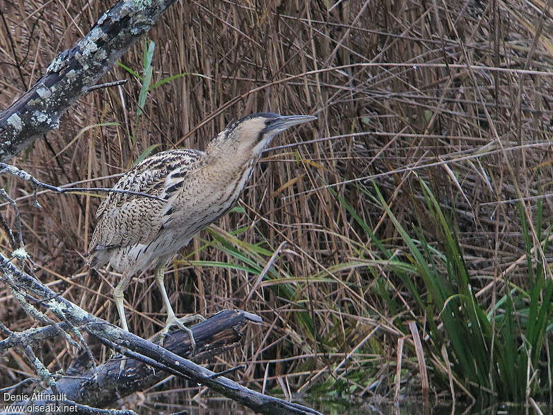 Eurasian Bitternadult, identification