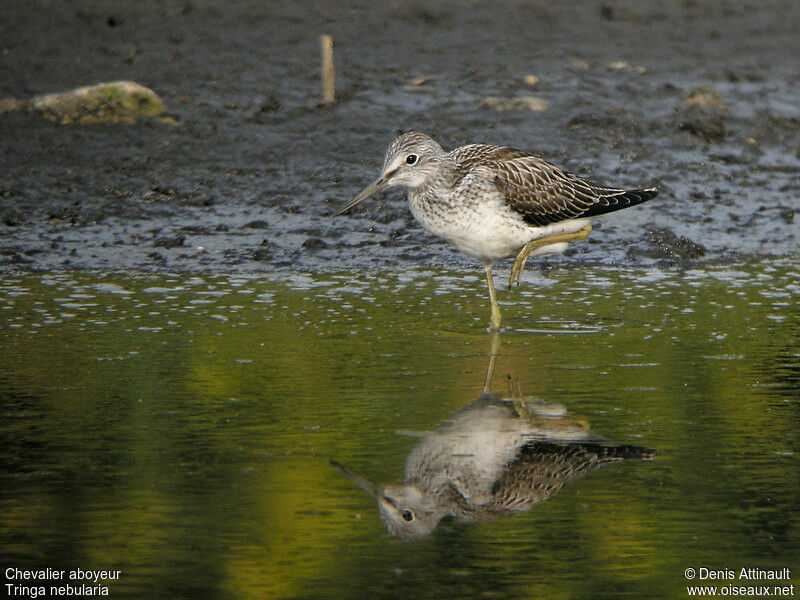 Common Greenshankadult