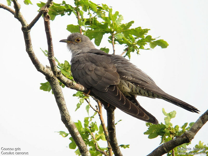 Common Cuckoo male adult