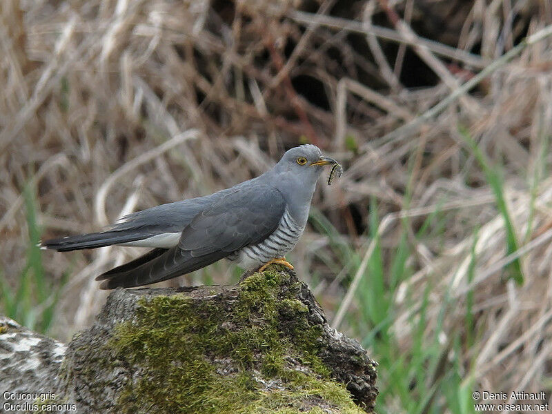 Common Cuckoo