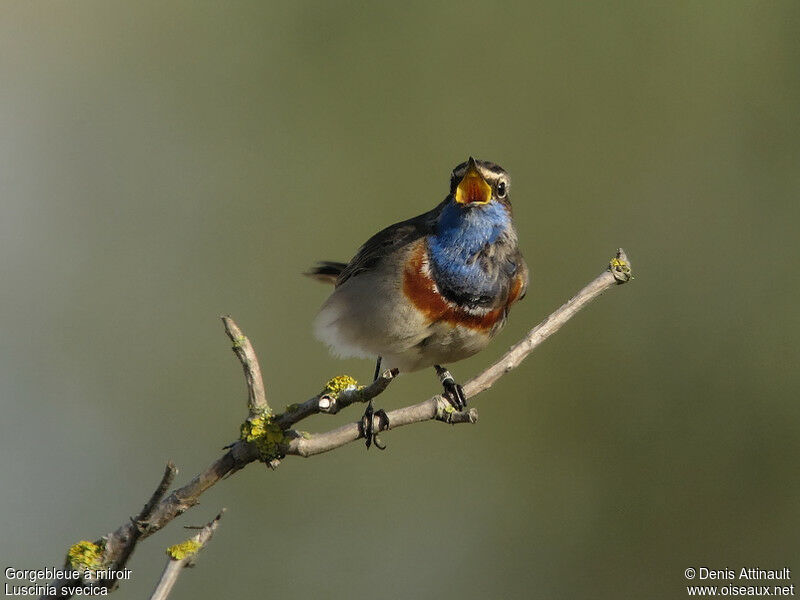 Bluethroat male adult