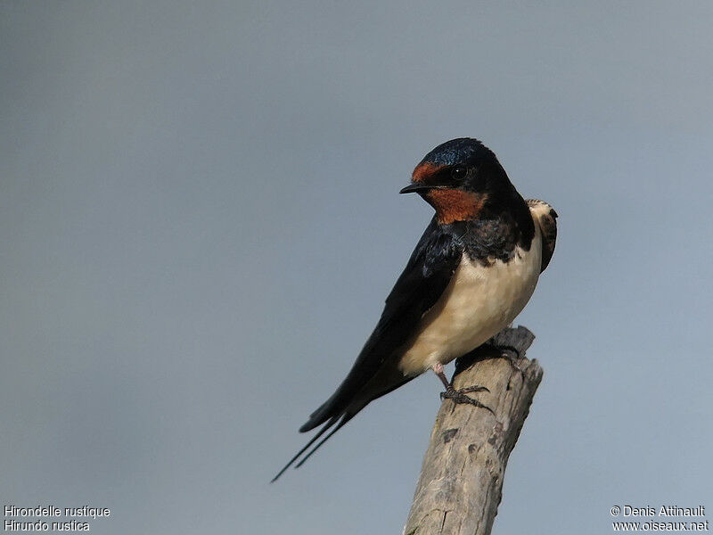 Barn Swallow