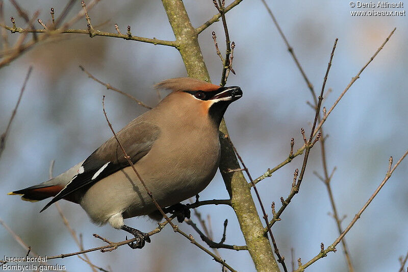 Bohemian Waxwing