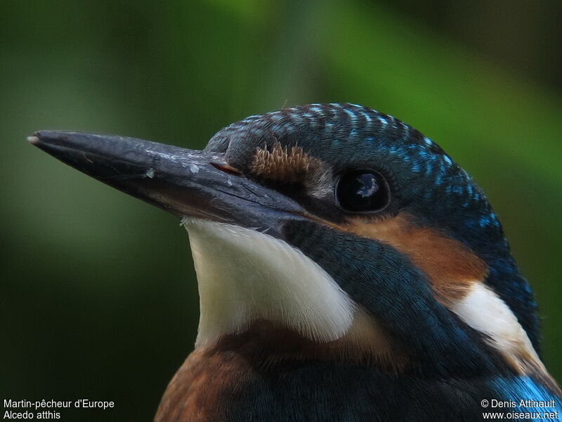 Common Kingfisher