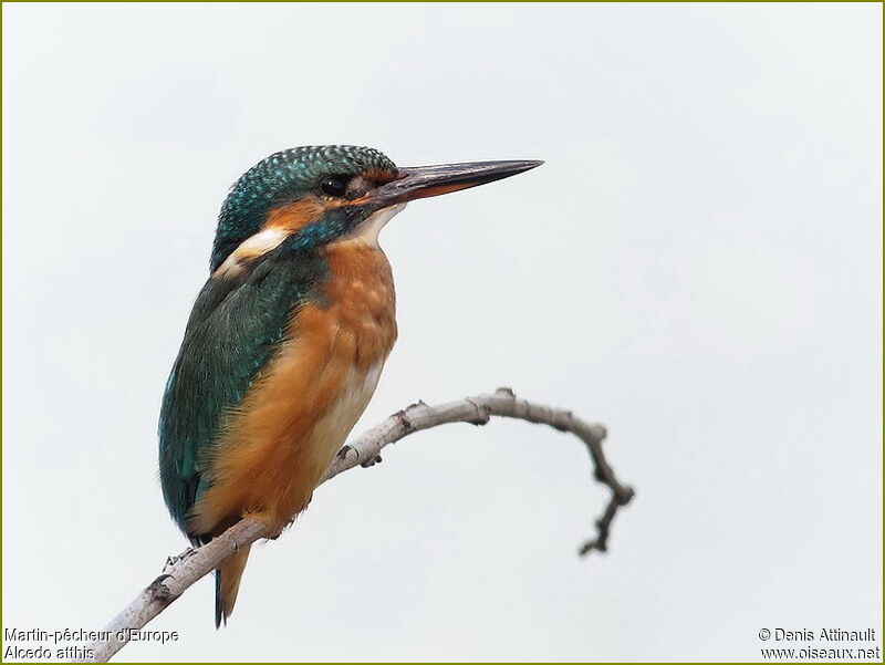 Common Kingfisher female adult