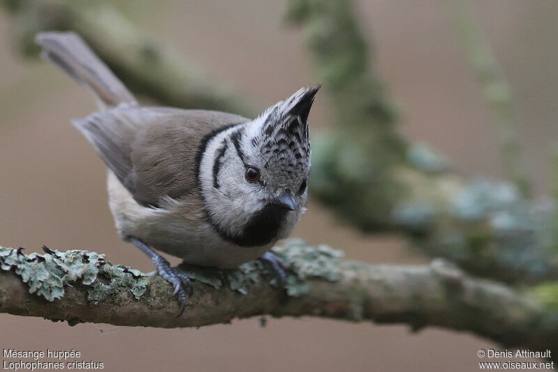 Crested Tit