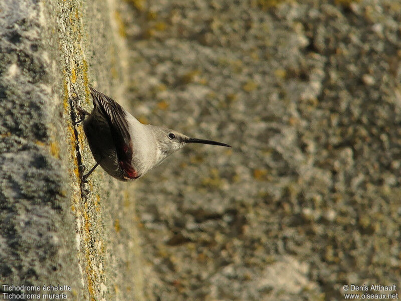 Wallcreeper