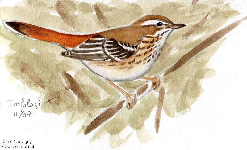 White-browed Scrub Robin