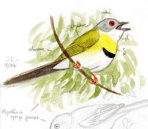 Apalis à gorge jaune