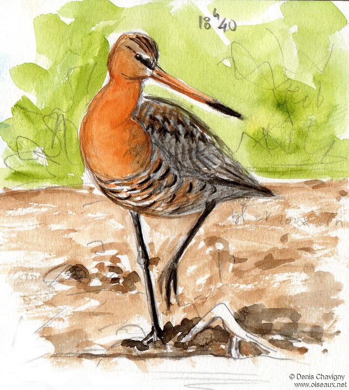 Black-tailed Godwit male adult breeding, identification