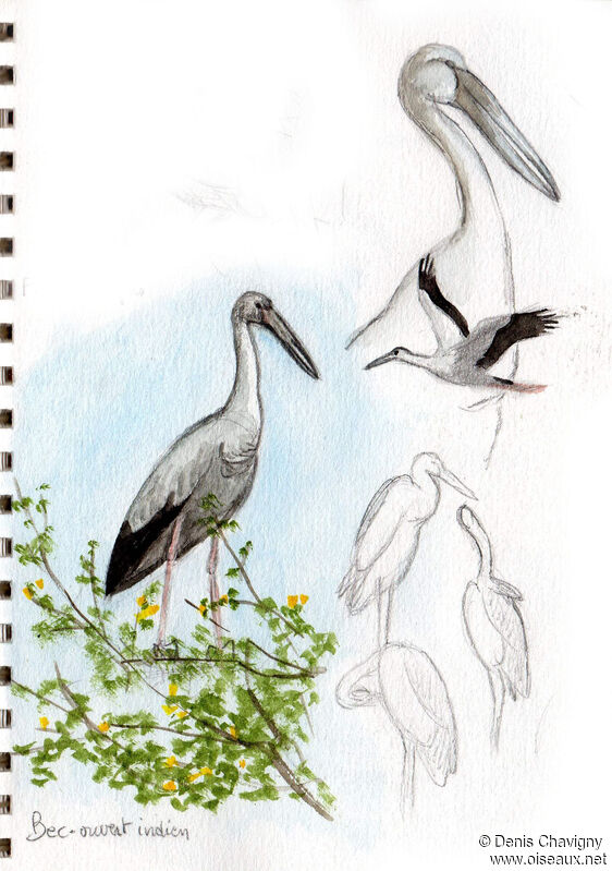 Asian Openbill, habitat, Reproduction-nesting