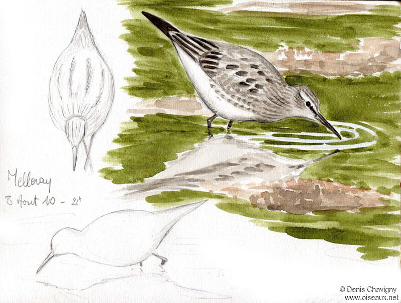 White-rumped Sandpiper, identification, moulting, eats