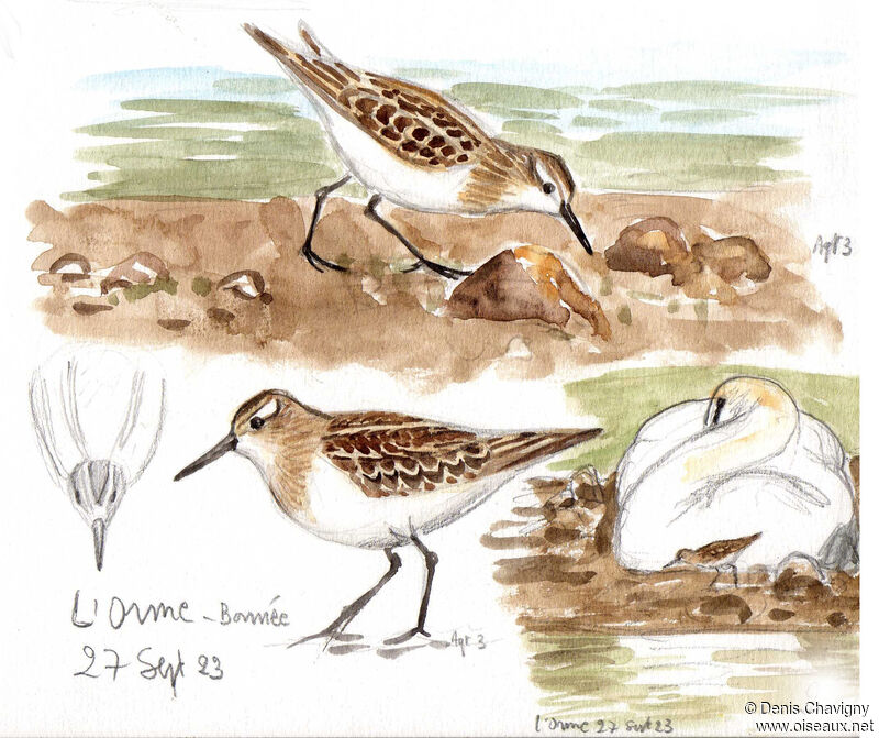 Little Stint