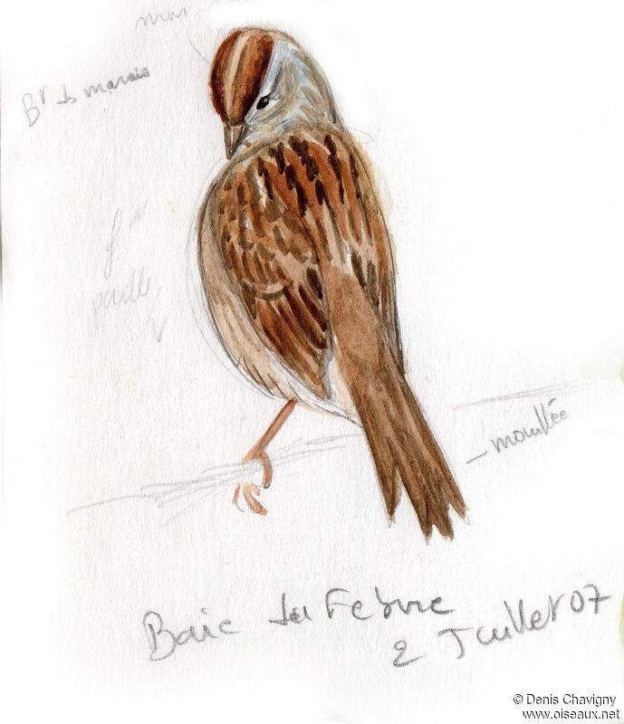 Swamp Sparrow, care