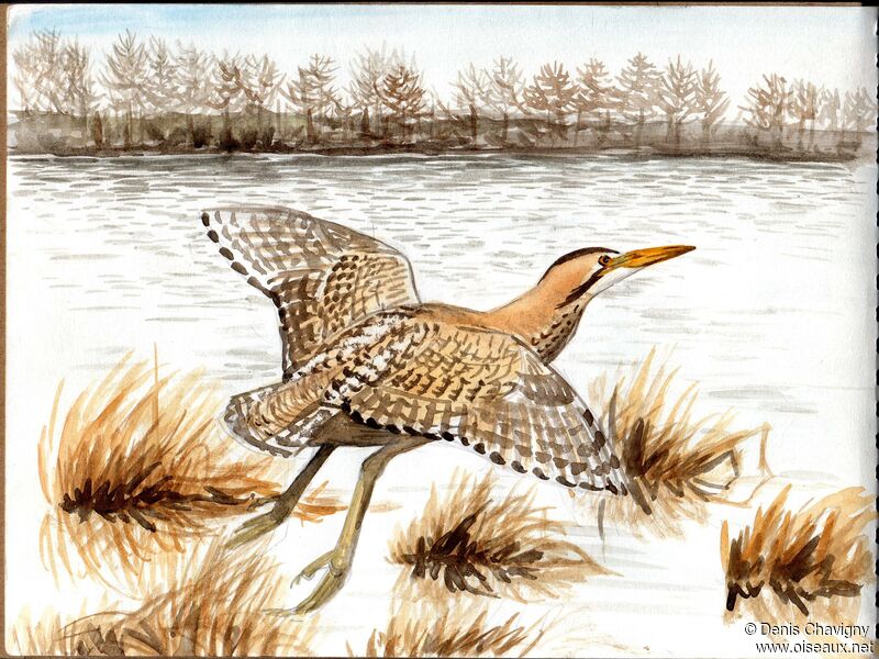 Eurasian Bittern, Flight