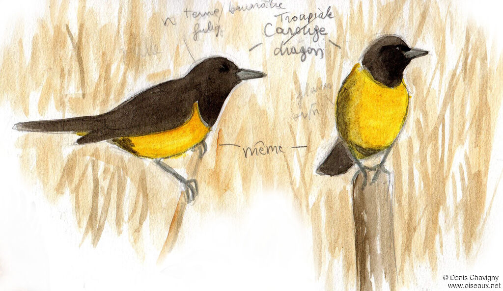 Brown-and-yellow Marshbird