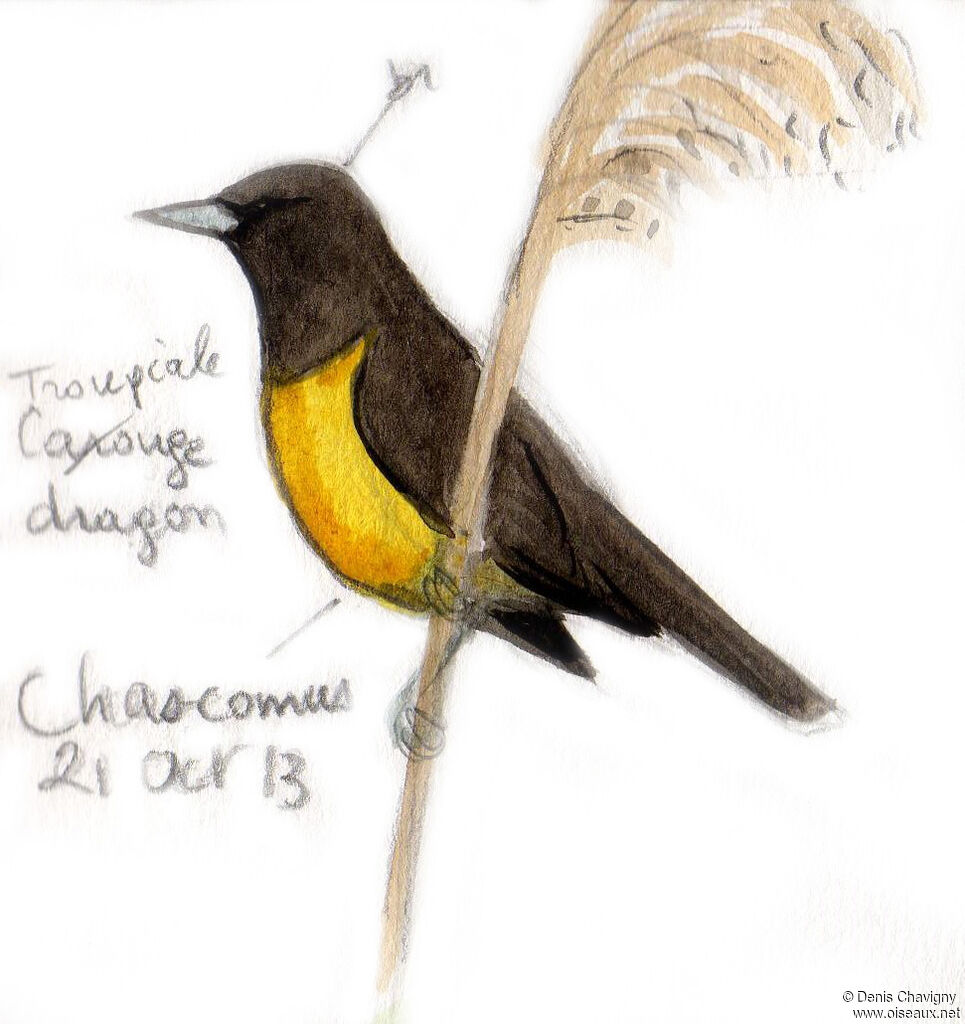 Brown-and-yellow Marshbird