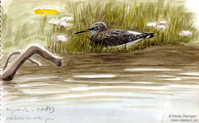 Green Sandpiperadult breeding, habitat