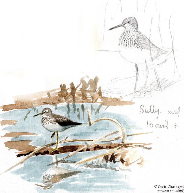 Green Sandpiper, habitat