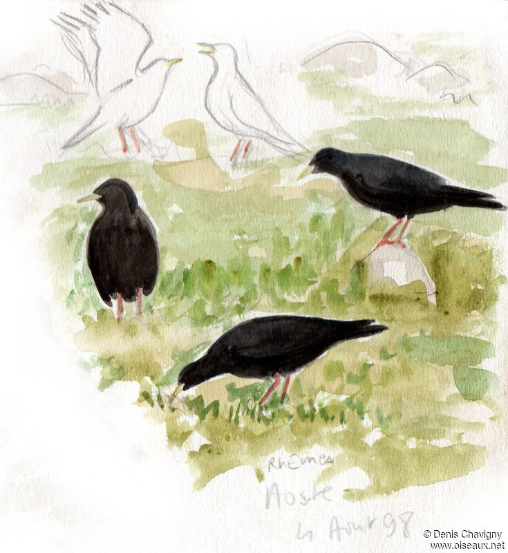 Alpine Chough, habitat, eats