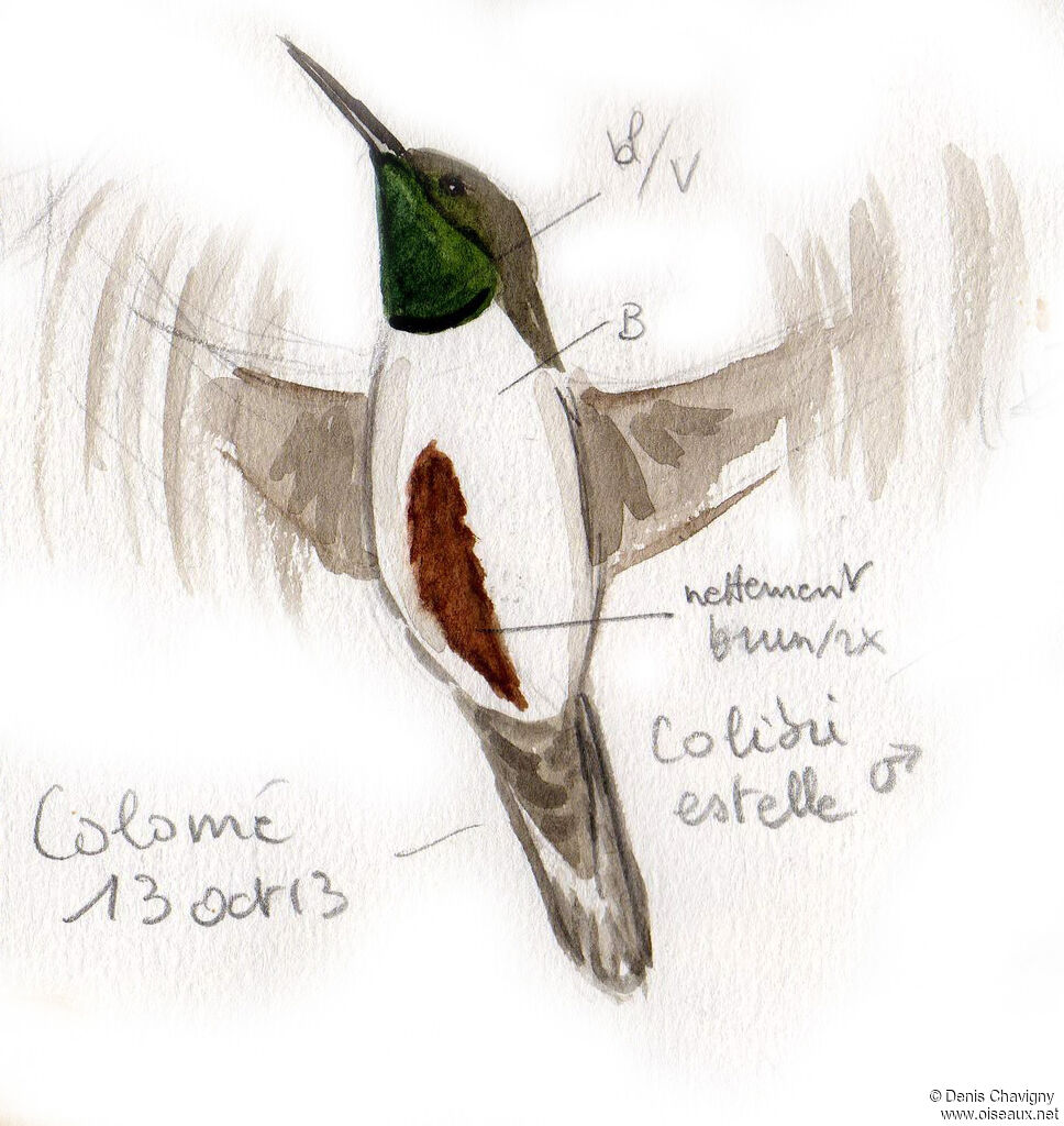 Colibri d'Estelle