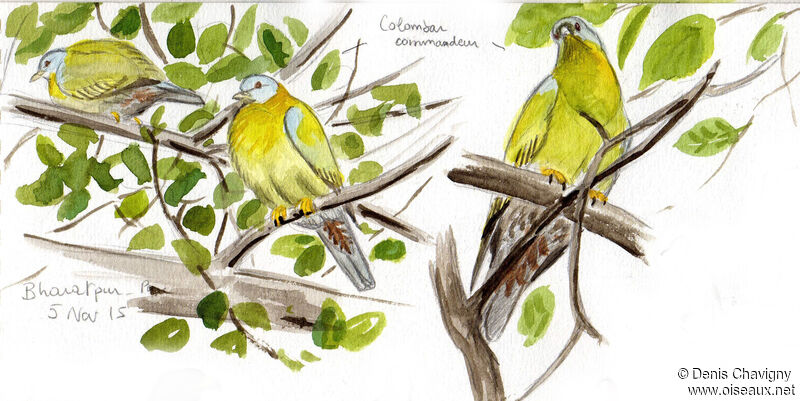 Yellow-footed Green Pigeon