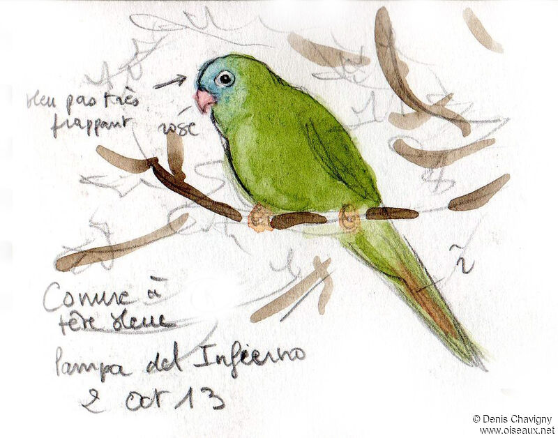 Conure à tête bleue, habitat