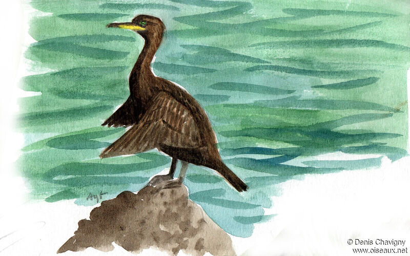 European Shag, habitat, care