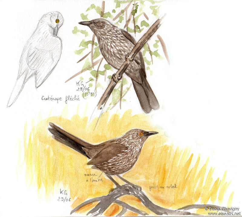 Arrow-marked Babbler, identification