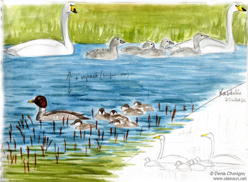 Whooper Swan, habitat, Reproduction-nesting