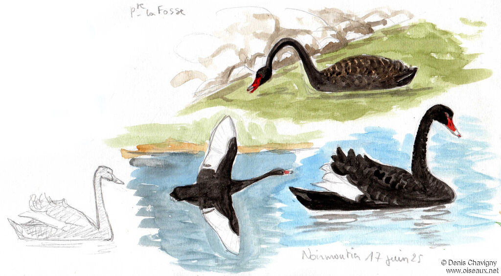 Cygne noiradulte, identification