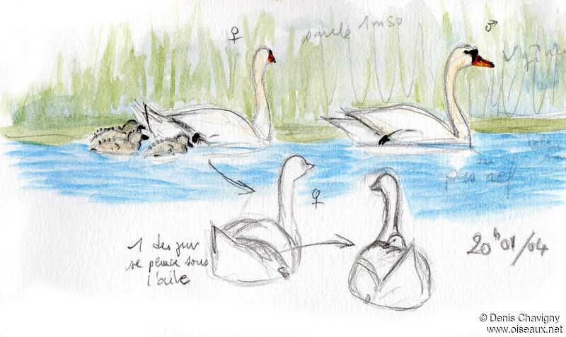 Mute Swan, Reproduction-nesting