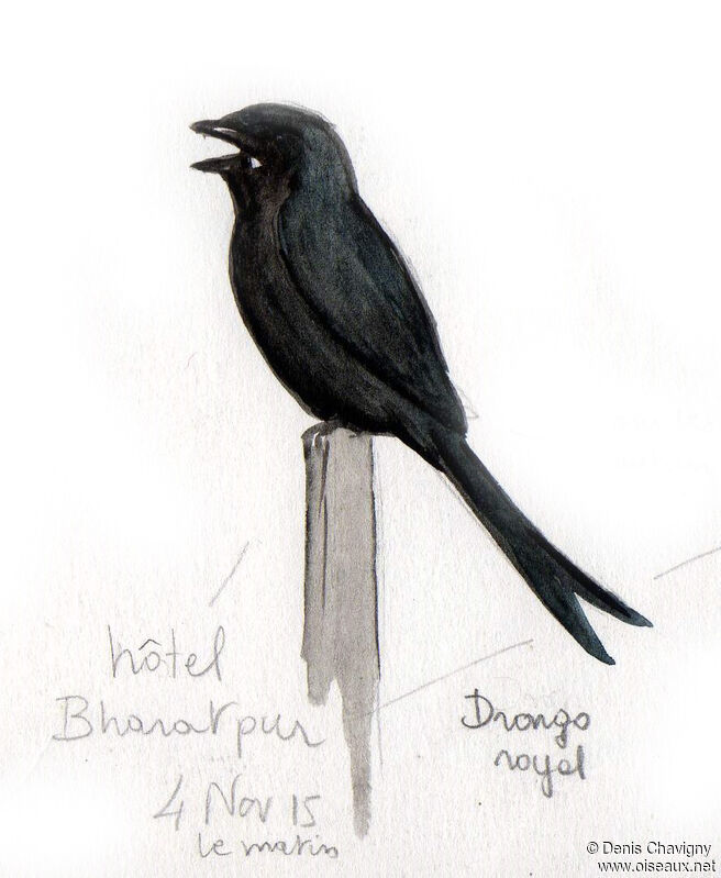 Drongo royaladulte, identification, chant