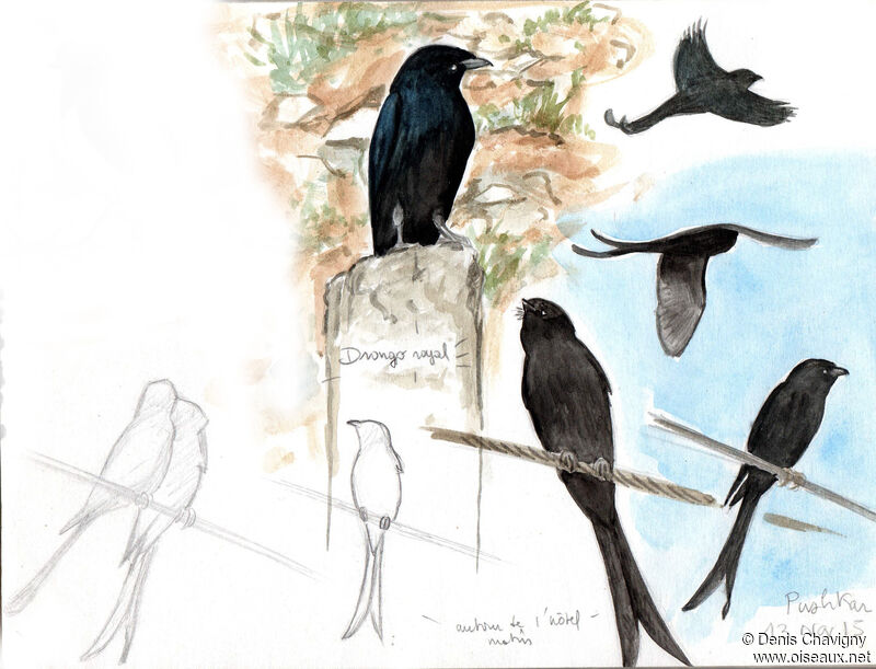 Drongo royal, habitat