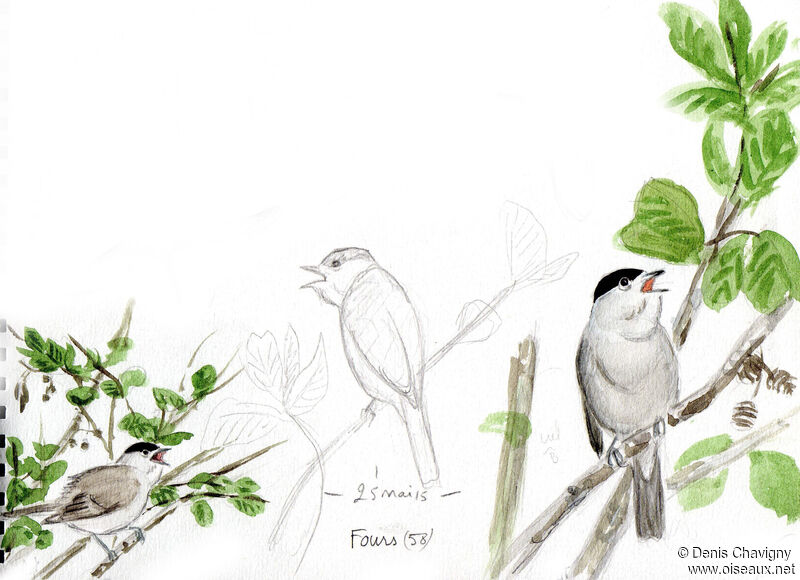 Eurasian Blackcap male adult, habitat, song