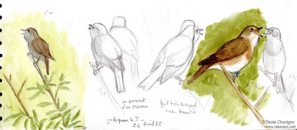Fauvette des jardins mâle adulte, chant