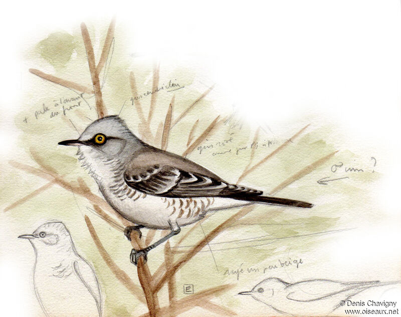 Barred Warbler, identification