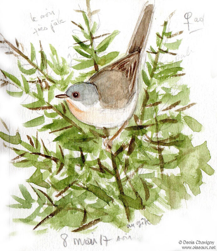 Western Subalpine Warbler female adult