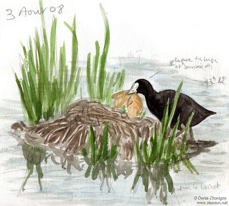 Eurasian Cootadult, habitat, Reproduction-nesting