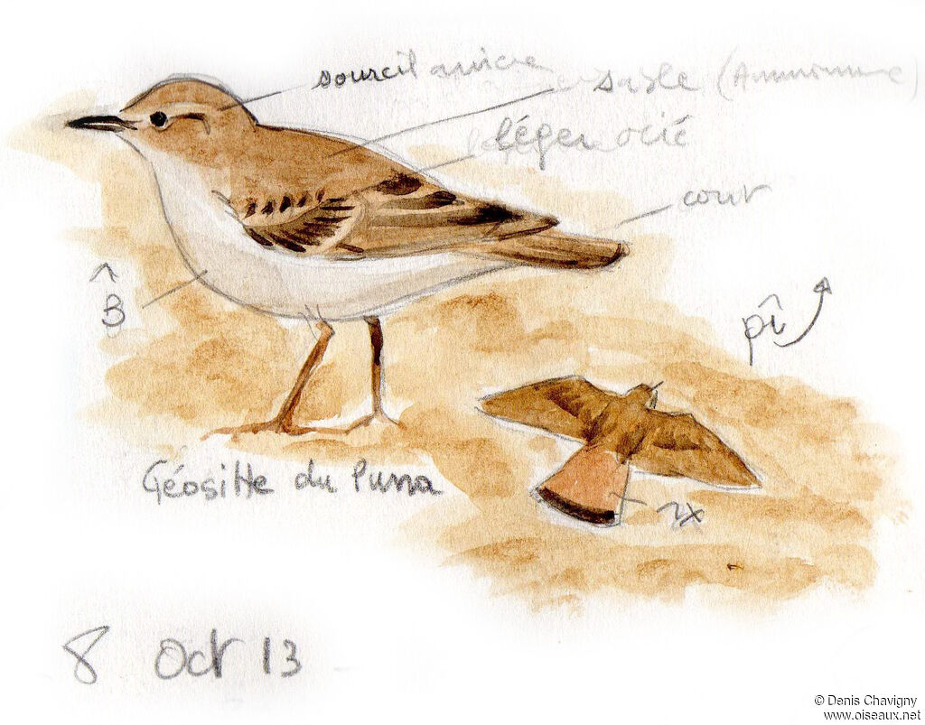 Géositte de la puna
