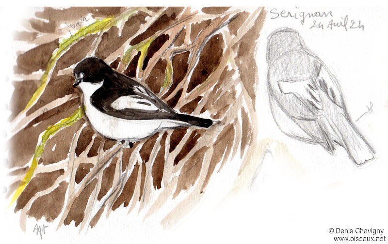 European Pied Flycatcher male adult