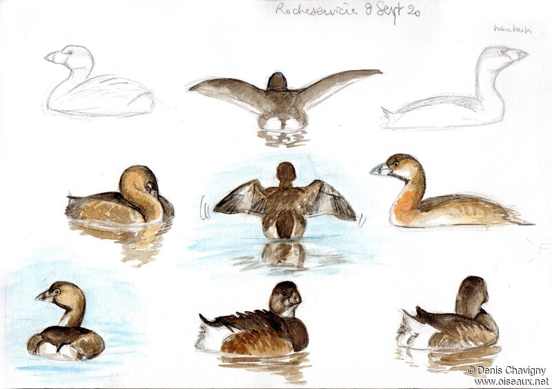 Pied-billed Grebe, identification