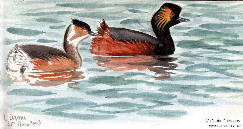 Black-necked Grebe