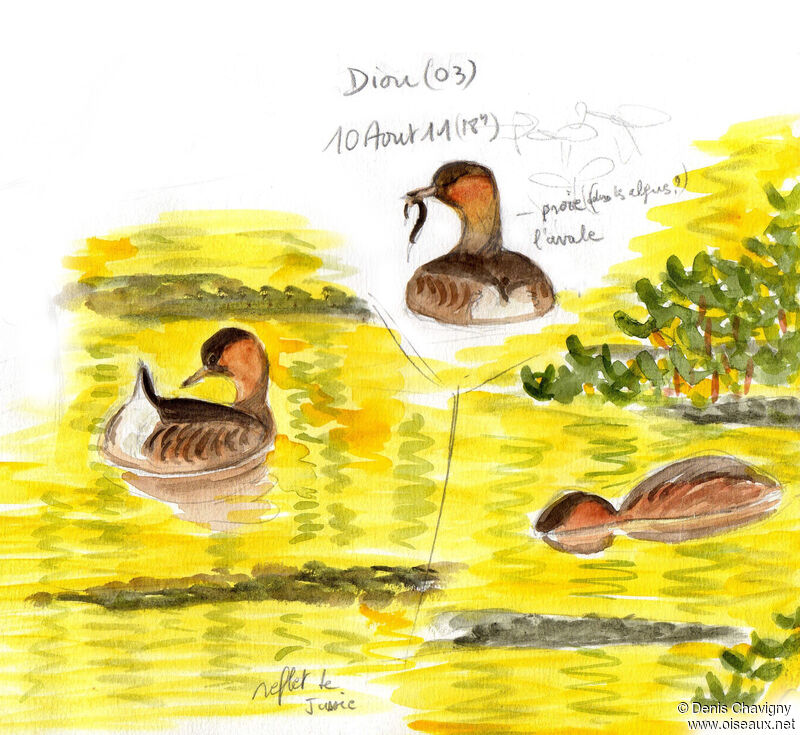 Little Grebe, habitat, eats