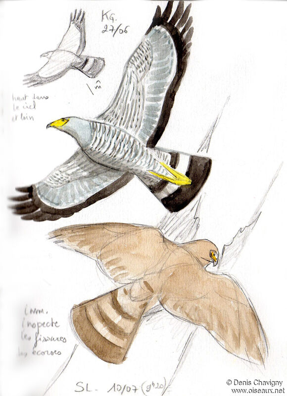 African Harrier-Hawkadult, Flight