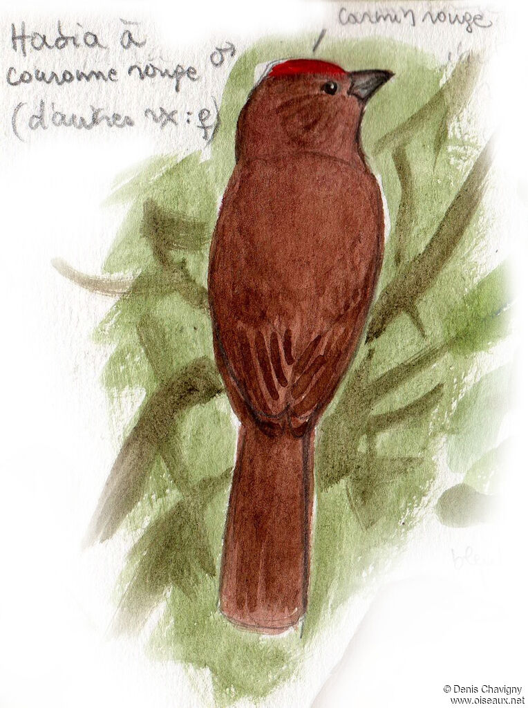 Habia à couronne rouge