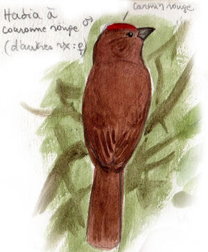 Habia à couronne rouge